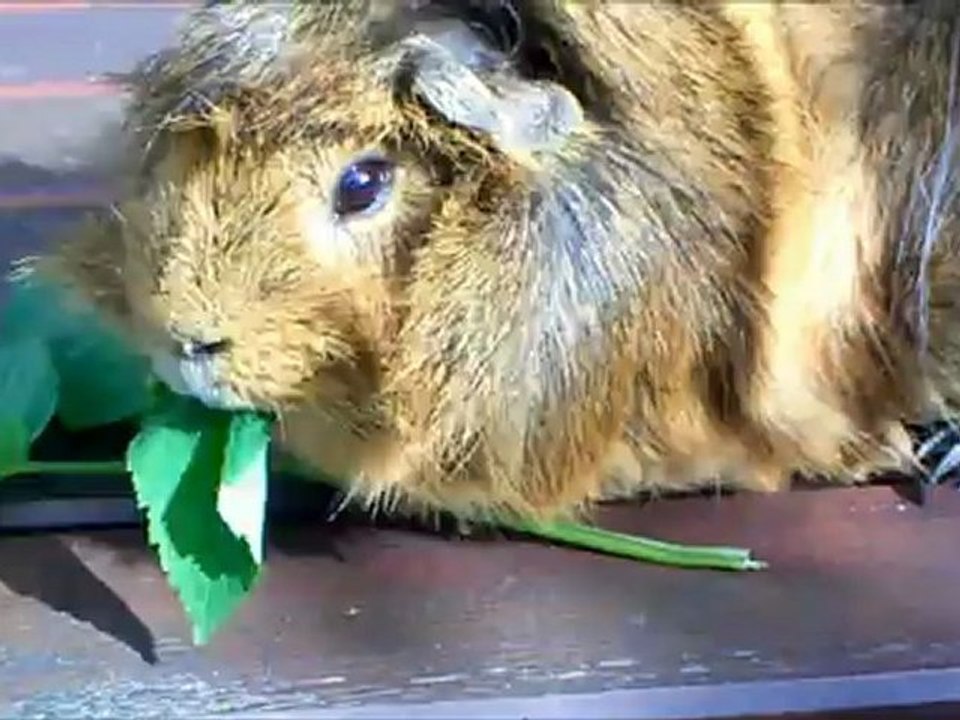 Meerschweinchen - Oskar