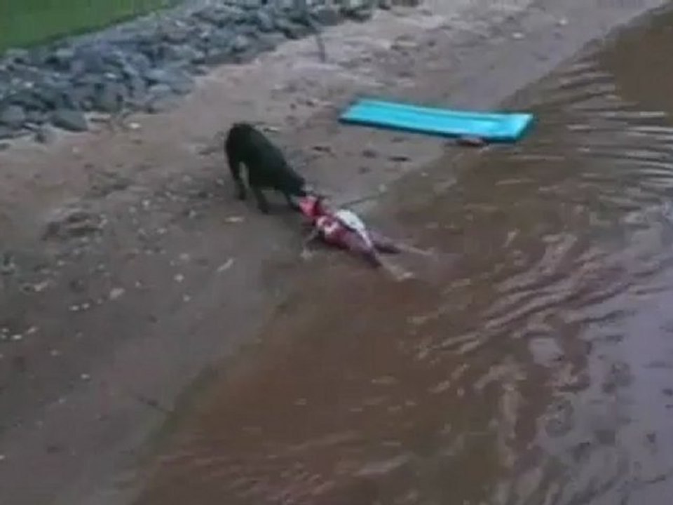 AFV Dog saves kid