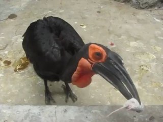 смотри какая мышь!