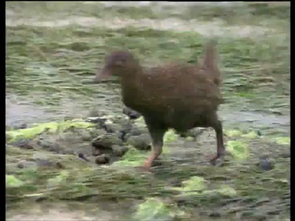 A madarak élete - David Attenborough 1/10