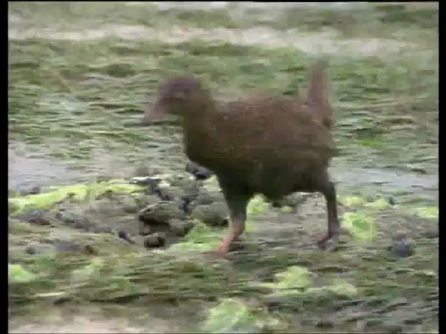 A Madarak Élete