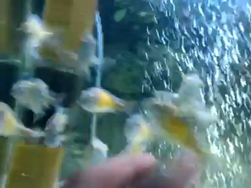 F0 Wild Tropheus Moori Kasakalawe (Kayseri)