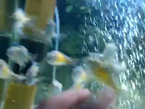 F0 Wild Tropheus Moori Kasakalawe (Kayseri)