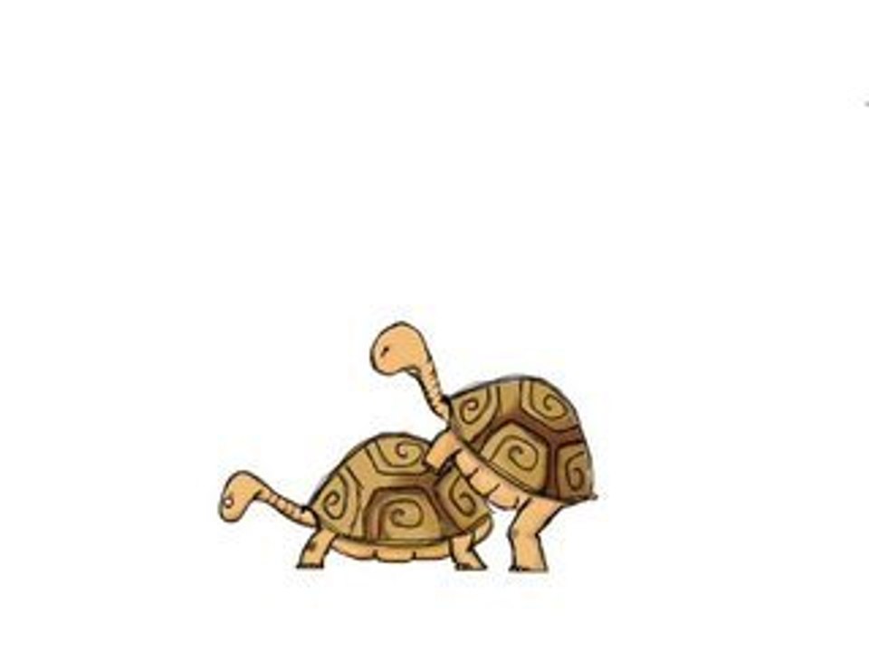 turtle