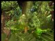 bebe lilly - dans la jungle
