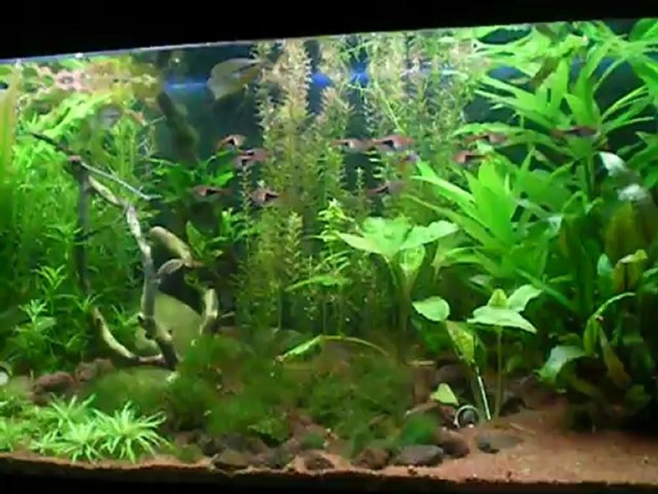 vue d'ensemble bac asiatique 240 litres