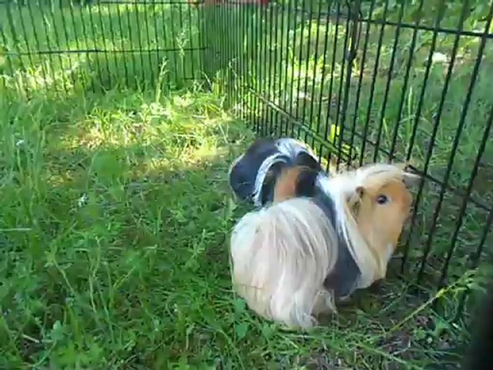 Mes cochons d'inde dehors !