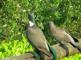 Deux jeunes pigeons ramiers demandent 