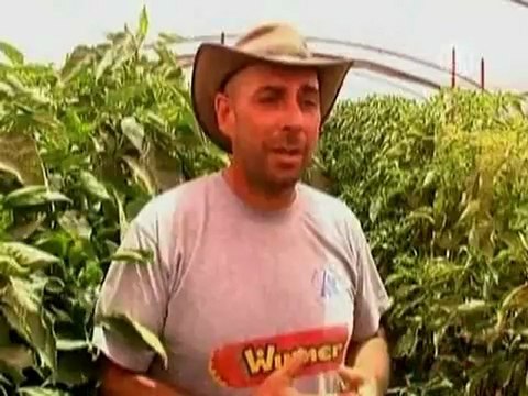 Израиль собирает урожай мин