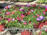 Plant Pots - Rainbow Nursery Planters and Baskets