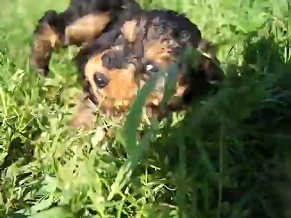 chiots Bora Bora et Gold