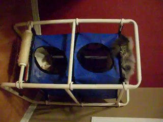 relaxing on a pvc raised cat bed