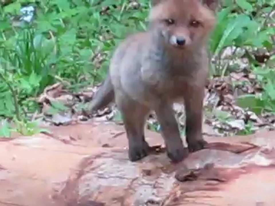renardeaux