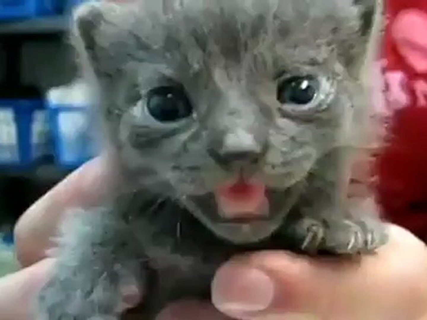 ⁣kittens inspired by kittens -www.moneyfortune.org