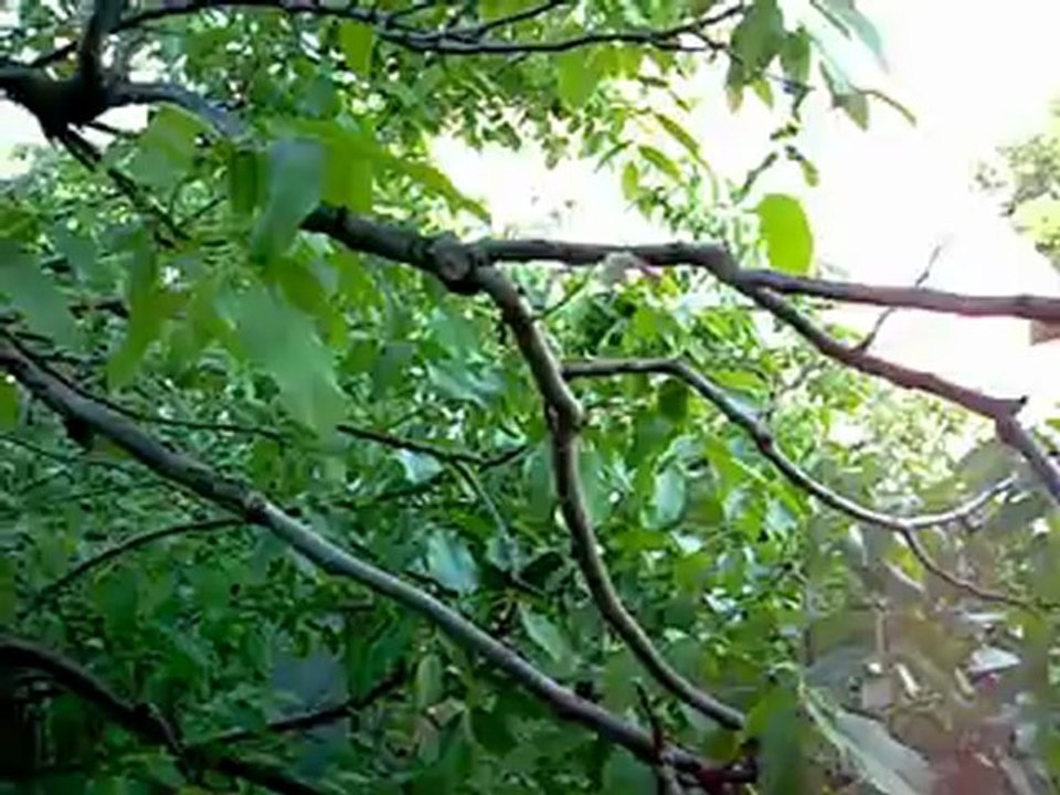 GIENEK_1tyyy_2