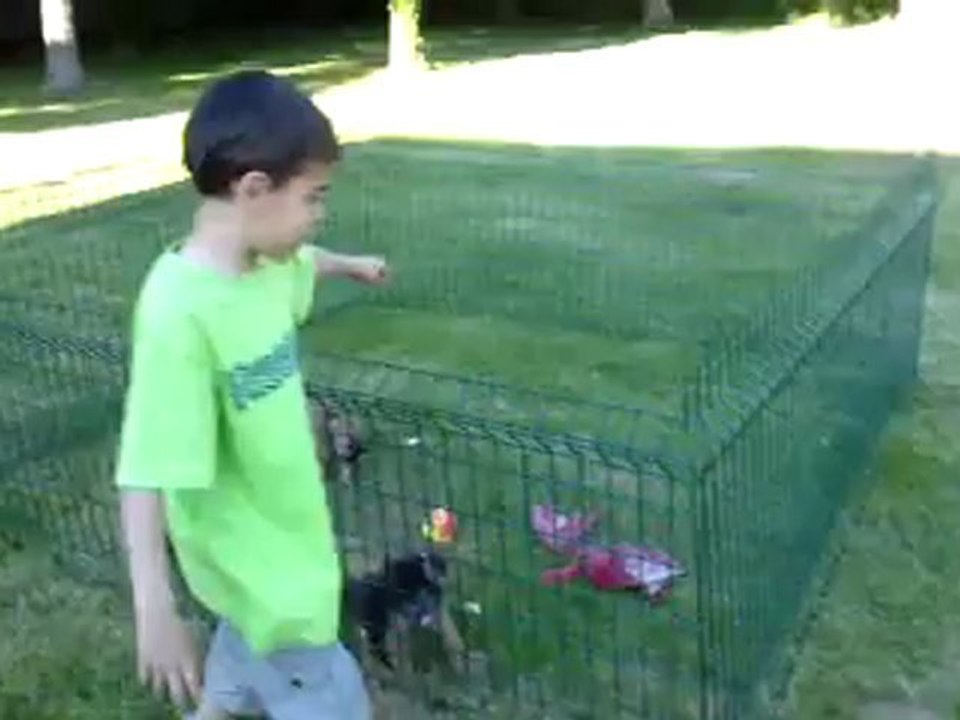 mon petit fils avec leschiots border terrier