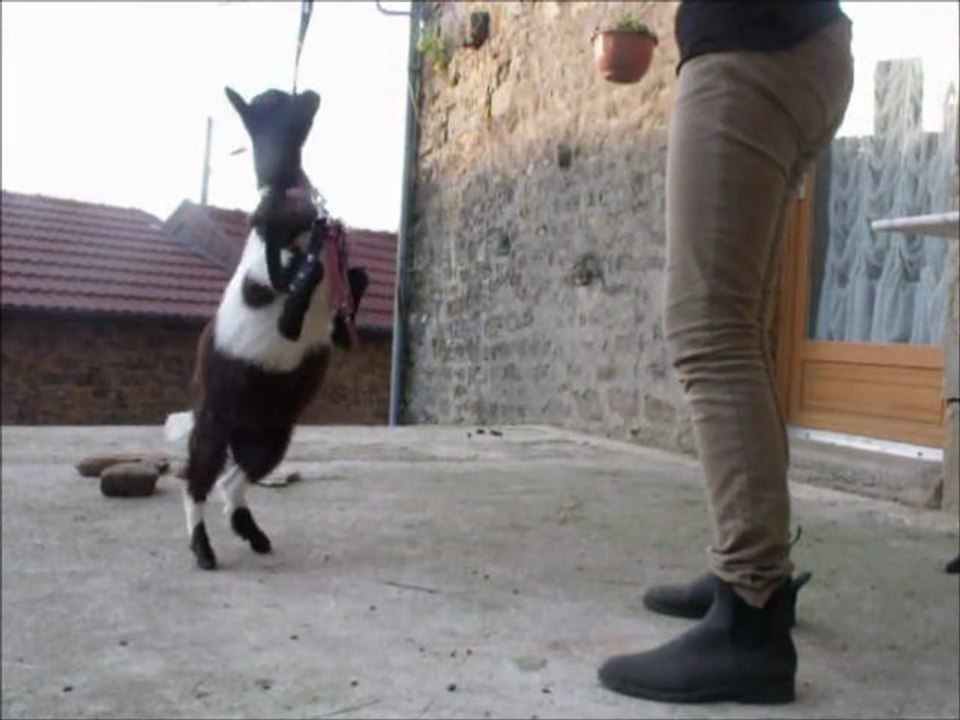 Progrès de Scrat au dressage 2