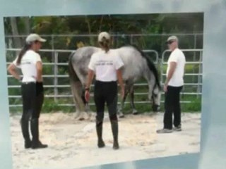 Equulibrium What Is Horse Therapy Dr Faubel (954) 661-8586