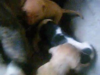 Cachorros Pitbull