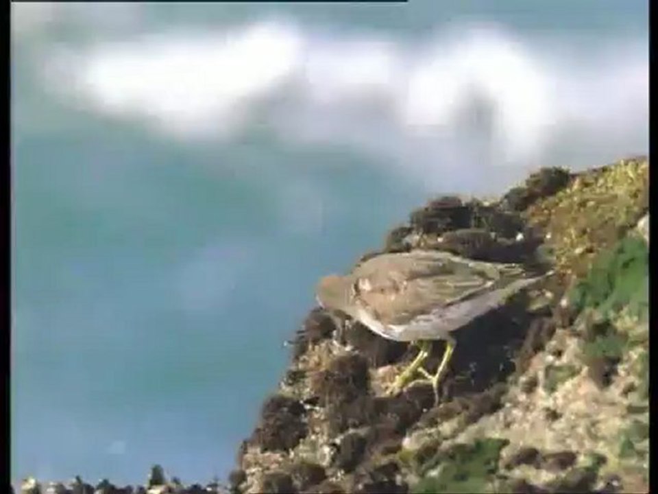 A madarak élete - David Attenborough 5/10
