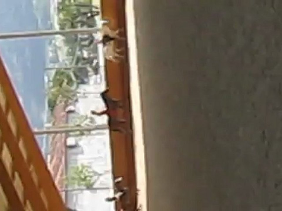 Malabar et moi au galop