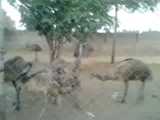Emu Farming ,099159-66601,09041406660 VPO.Qila Nau Dist. Faridkot