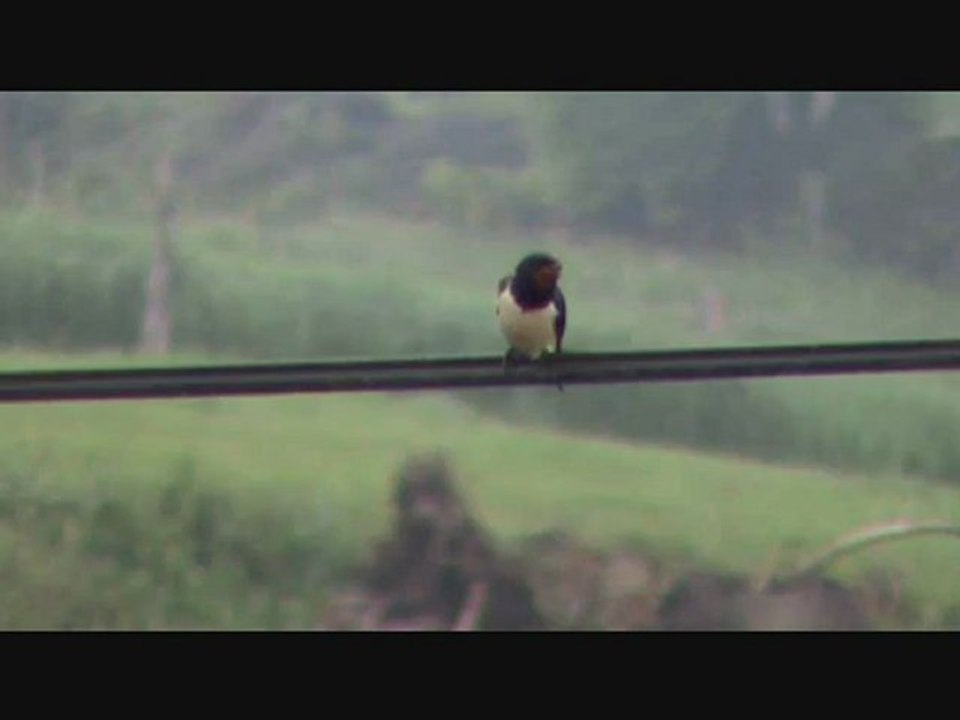 Hirondelle Rustique (chanteur)