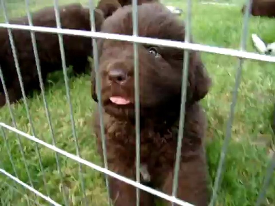 chiots Funny élevage de VALOYAN TERRE NEUVE MARRON BRONZE 27/05/2012