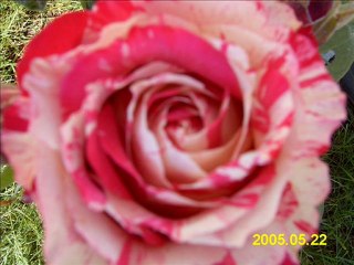 mustafa pasun TAŞOVA