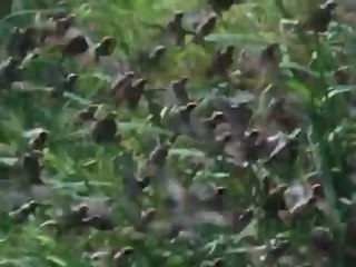 الحواس الخارقة الحلقة الأولى الحاسة السادسة