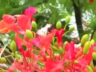 [ MV ] Hồn Quê - Mỹ Hạnh ft. Trương Thanh