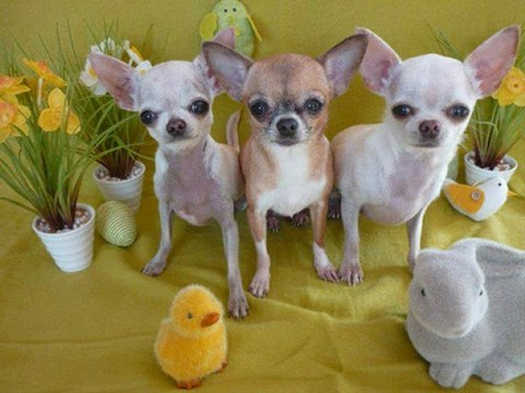 video chihuahuas_0001