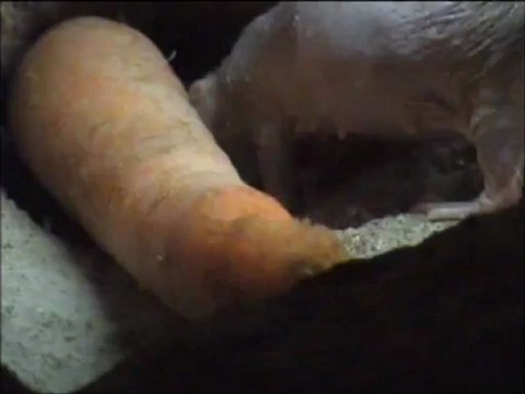 Ratas topo en Bioparc Valencia (primavera 2012)