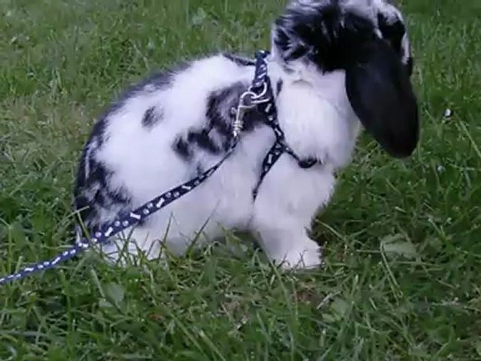 Solo dans le jardin 2 !