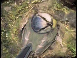 A madarak élete - David Attenborough 8/10