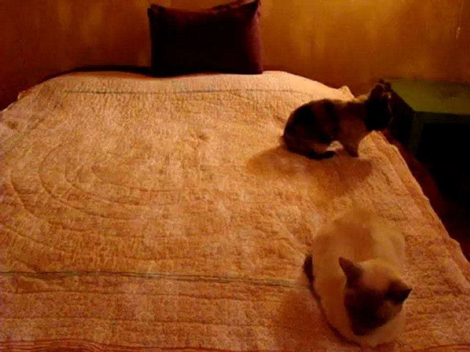 Chat et lapin