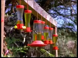 A madarak élete - David Attenborough 10/10