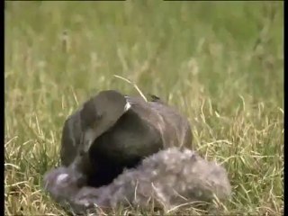 A madarak élete - David Attenborough 9/10