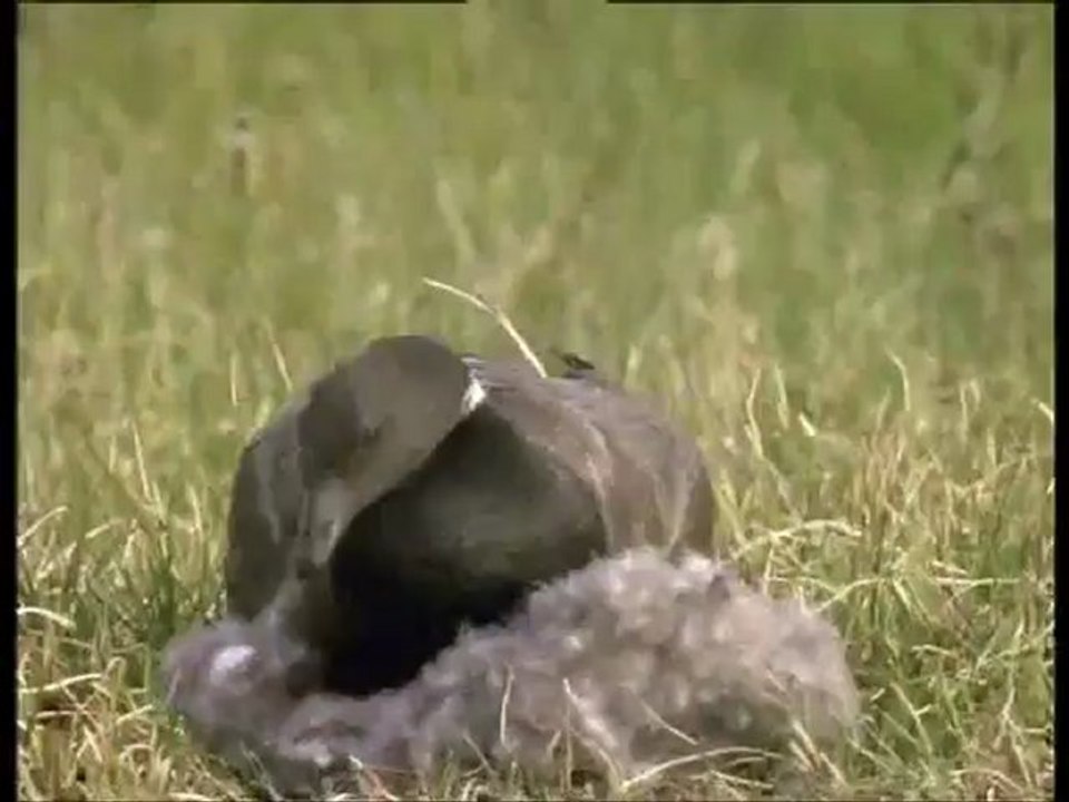 A madarak élete - David Attenborough 9/10