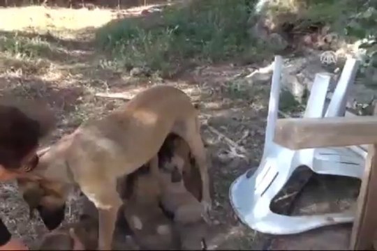 Yavru tilki sütle besleniyor