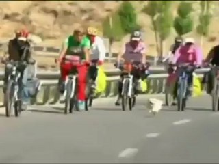 Σκύλος έτρεξε 1700 χιλιόμετρα με ποδηλάτες