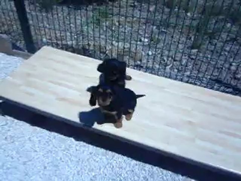 Bébés Cavalier king charles disponible mi-mai 2012 !  LOF