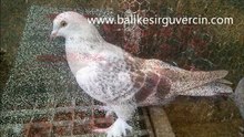 ergunay sari balikesir guvercin icin yapilmistir