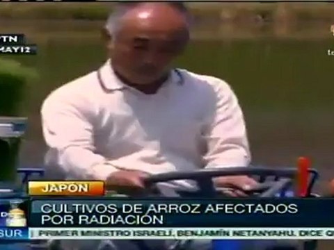Cultivos de arroz afectados por radiación en Japón