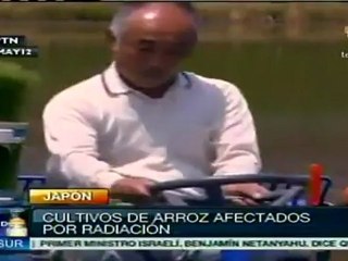 Cultivos de arroz afectados por radiación en Japón