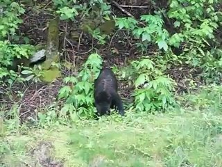 Brigitte Grisanti Black Bear Smoky Mountains Day Trip