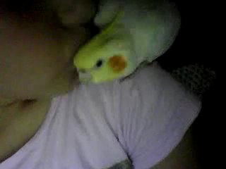 şu limona bakın hem sevdiyiyor hem kızıyor :))