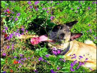 Le Bonheur est dans le pré