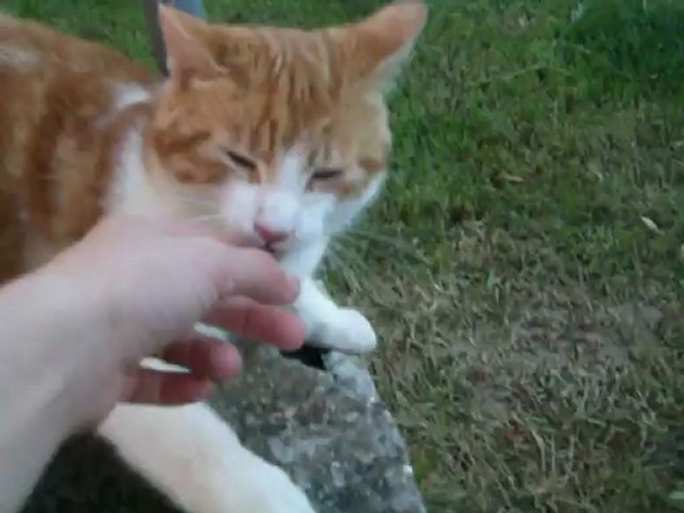 emmerder son chat