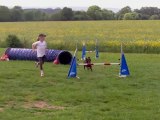 Taiga épagneul breton et Emma 1er entraînement agility  jeune conducteur avec alexandrine